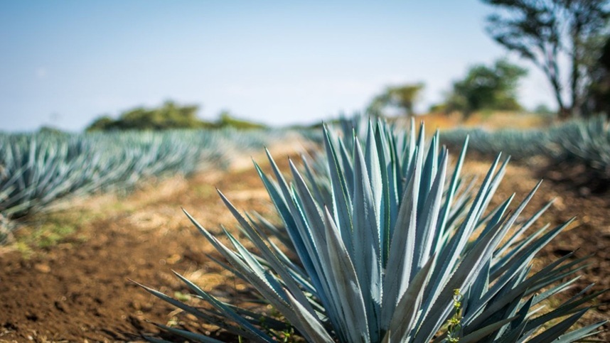 From Tequila to Ethanol, Agave Can Revolutionize the Northeastern Semiarid